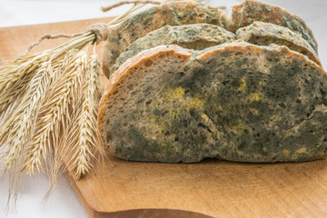 Mold growing rapidly on moldy bread in green and white spores