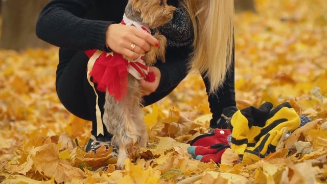 girl puts on her dog Yorkshire terrier breed