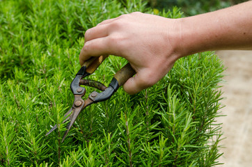female hand with pruner cut rosemary