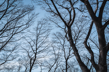 Dry the tree for the background