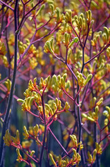 Western Australian native Yellow Kangaroo Paw plants, Anigozanthos, family Haemodoraceae (bloodwort family)