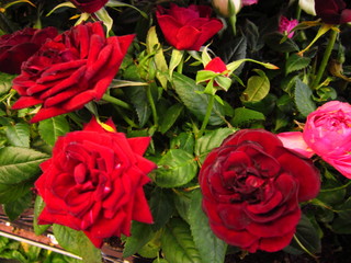bouquet of red roses