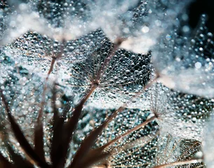 Photo sur Plexiglas Le salon beau fond naturel avec fleur de pissenlit avec des graines légères duveteuses en gouttes