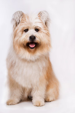 Sitting elo dog on grey background looking to the camera