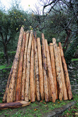 Tronchi di albero tagliati accatastati