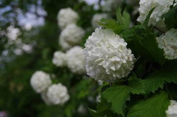 Beautiful white inflorescences bush