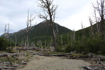 Mountain  behind  trees  without  leaves