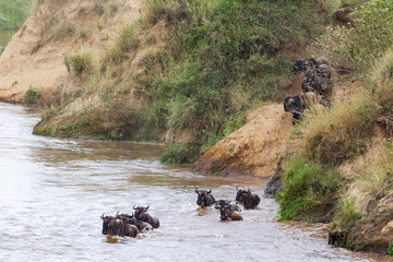 Wildebeest swim to the other side of the Mara River. Kenya, Africa (Rev.2)