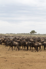 Waiting for the crossing. Big herds of ungulates on the shore. Mara river. Kenya, Africa