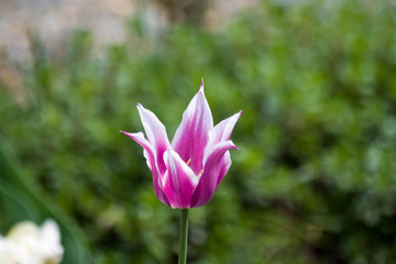 Tulips. Autumn flowers. Bright colorful colors. Bloom.