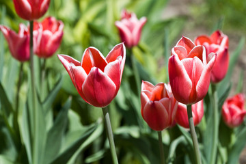 Tulips. Autumn flowers. Bright colorful colors. Bloom.
