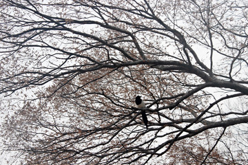나무가지와 까치