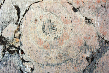 Petrified shell in marble