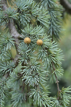 Weeping Blue Atlas Cedar