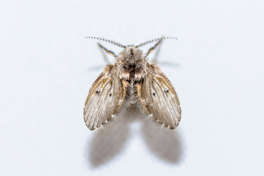 Drain Fly - Fresh from home :)