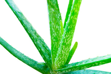 Herb for healthcare, Fresh aloe vera with fresh leaves isolated on white background. This has clipping over fram,