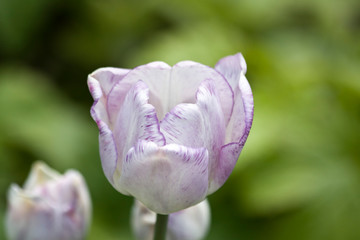 Tulips. Autumn flowers. Bright colorful colors. Bloom.