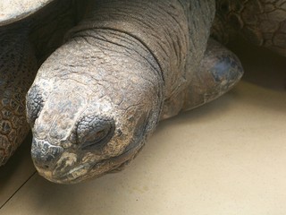 Aldabra Tortoise