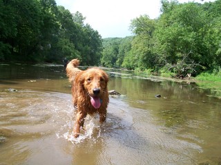 dog in water