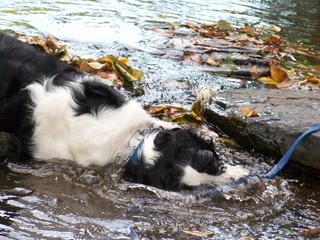 dog in the water