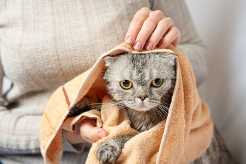 Scottish fold freshly washed cat with beautiful eyes