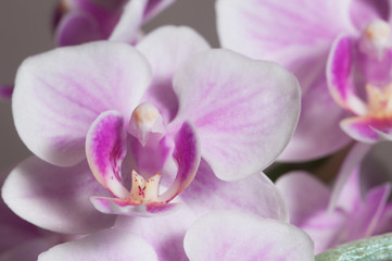 Naklejka na ściany i meble Phalaenopsis orchid flowers (butterfly orchid)