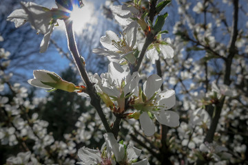 Close-up of white cherry flowers Nanking cherry or Prunus Tomentosa against the background of a blue sky. Spring sunny day. Selective focus.
