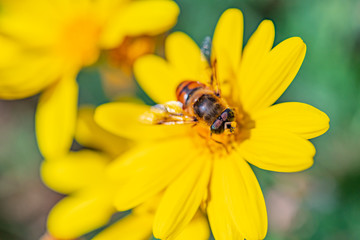 昆虫　マクロ撮影