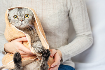 Scottish fold freshly washed cat with beautiful eyes