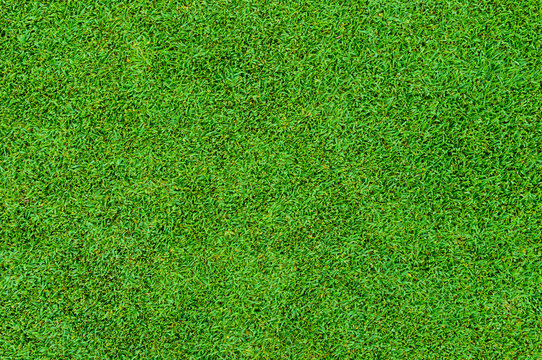 Background And Texture Of Beautiful Green Grass Pattern From Golf Course