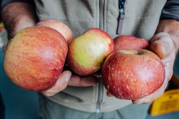 Fresh red apples in the hand