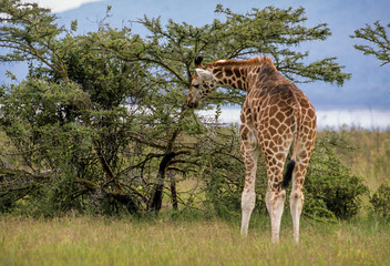 Girafe, Giraffa tippelskirchi, Kenya