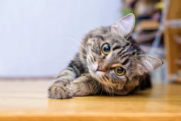 Foto op Plexiglas Portret van een mooie grijs gestreepte kat close-up © Elvira