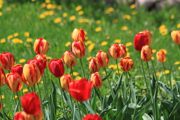 Tulips. Autumn flowers. Bright colorful colors. Bloom.