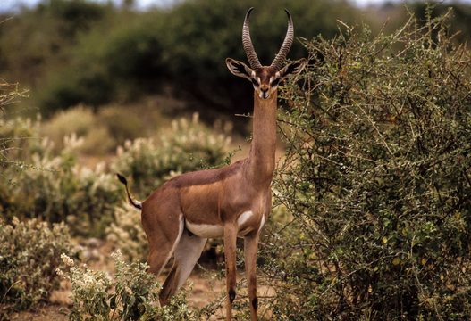 Gazelle de Waller, Litocranius walleri, Parc national de Samburu, Kenya