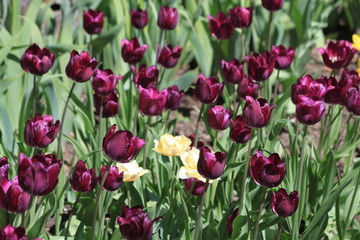 Tulips. Autumn flowers. Bright colorful colors. Bloom.