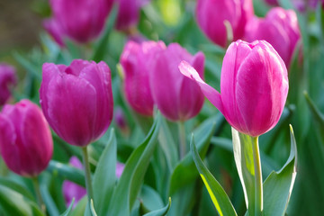 Tulip flower background, Colorful tulips meadow nature in spring, close up