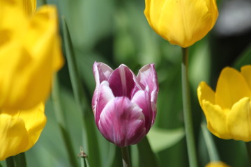 Tulips. Autumn flowers. Bright colorful colors. Bloom.