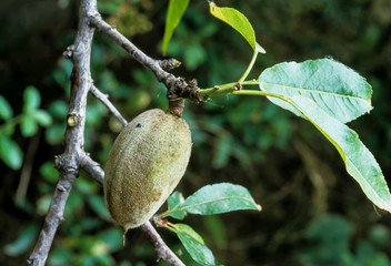 Amande, amandier, Prunus dulcis, culture, Aragon , Espagne