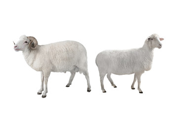 white ram and sheep isolated