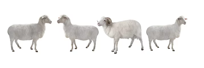 Selbstklebende Fototapeten weißer Widder und Schafe isoliert © fotomaster