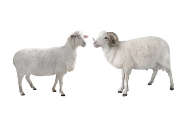 white ram and sheep isolated