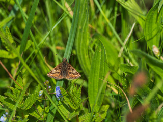Dingy Skipper butterfly ( Erynnis tages ) on grass