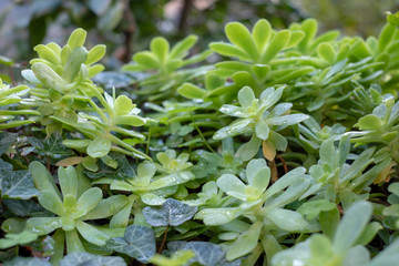 green fresh succulent in the garden