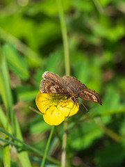 Dingy Skipper butterfly ( Erynnis tages ) on grass