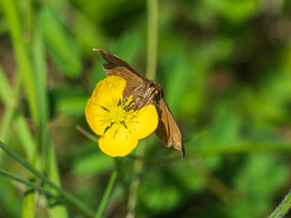 Dingy Skipper butterfly ( Erynnis tages ) on grass