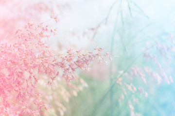 Pink flowers blooming on the prairie. Decorated with bright blue pink sweet