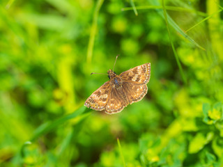 Fototapeta na wymiar Dingy Skipper butterfly ( Erynnis tages ) on grass