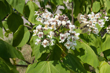 Branch of catalpa tree with large white flowers