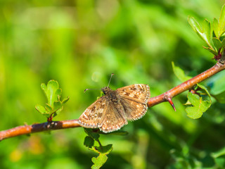 Dingy Skipper butterfly ( Erynnis tages ) on grass